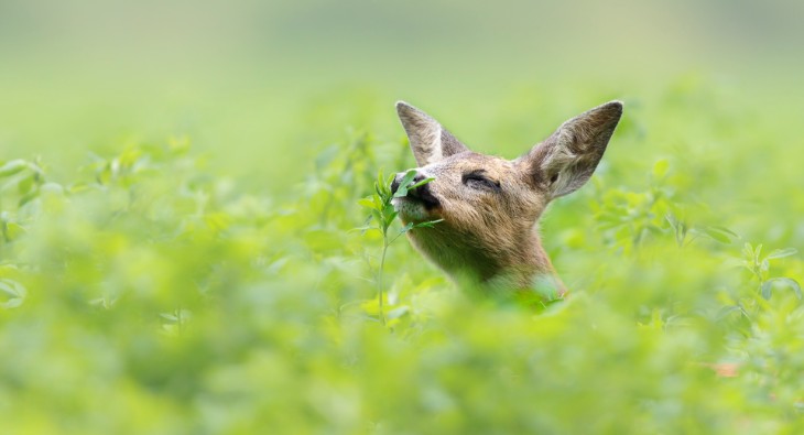 Cours de photographie - Photographie animalière